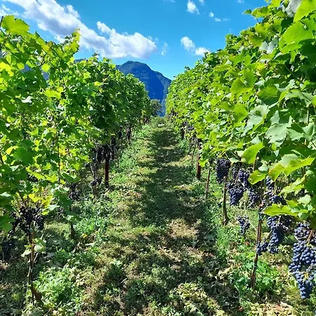 Gospodarstwo agroturystyczne Cascina Teresina Veleso